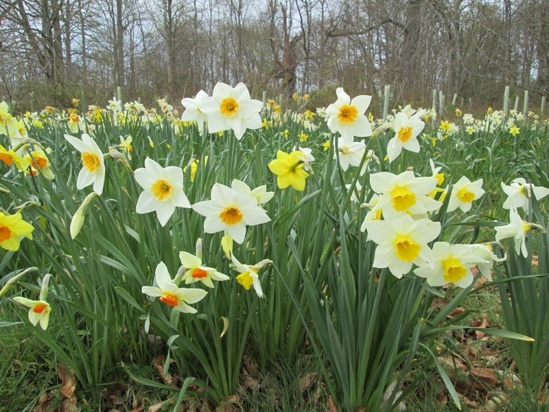 Daffodils at Brodie Castle
