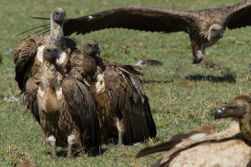 Vultures reaching the spot to scavenge before anyone else can