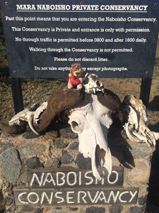 ?  Leo posing in style ...at the Naboisho Conservancy Sign!