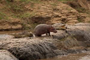 Baby Hippo with Baby Mara Croc