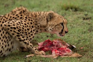 Cheetah with his lunch 