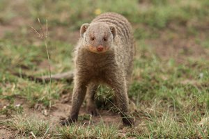 Banded Mongoose 