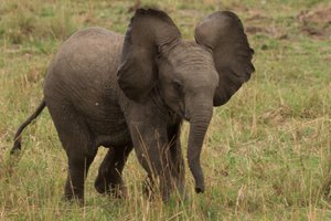 ? Hello World - I'm the cutest Elephant  in the Mara