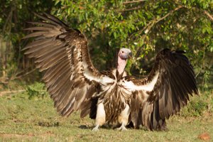 Vulture - I have the POWER ... can't you see ?