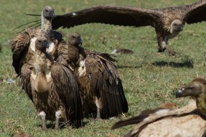Vultures reaching the spot to scavenge before anyone else can