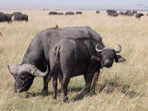 ?  The deadly -African Cape Buffalo