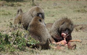 ?  Baboons (goons) with their pound of flesh!
