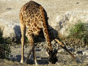 The poor giraffe and their ability to drink water at that angle is mind-blowing!