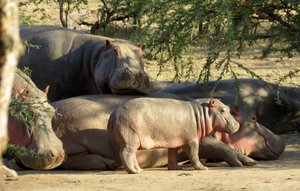 Pod of Hippos -My Mommy is so chilled out !!
