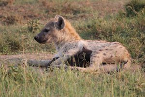 Another Mommy Baby treasure of a picture! #HyenaLife