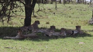 ? Cheetah Mommy and Boys chilling out under a tree!