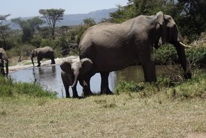 ? Herd of Elephants at a Watering Hole 