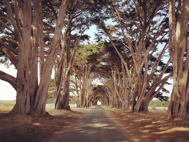 Beautiful Cypress Tree Tunnel