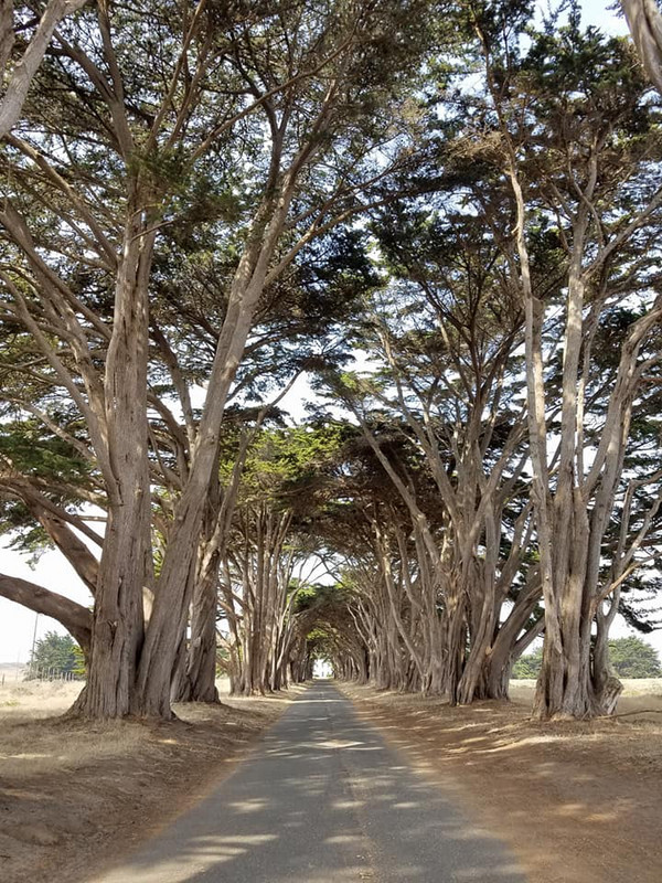 Beautiful Cypress Tree Tunnel
