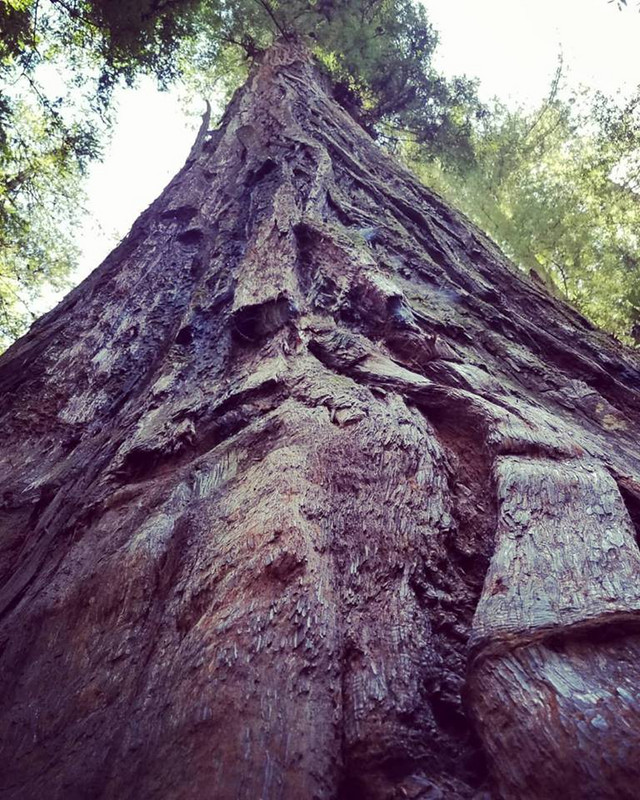 Armstrong Redwoods State Natural Reserve