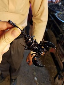 Scorpion- Tastes like Chicken