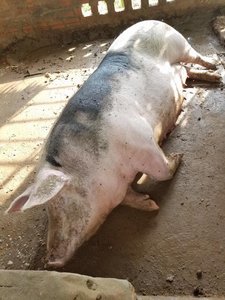 Pig (eats rice husks)