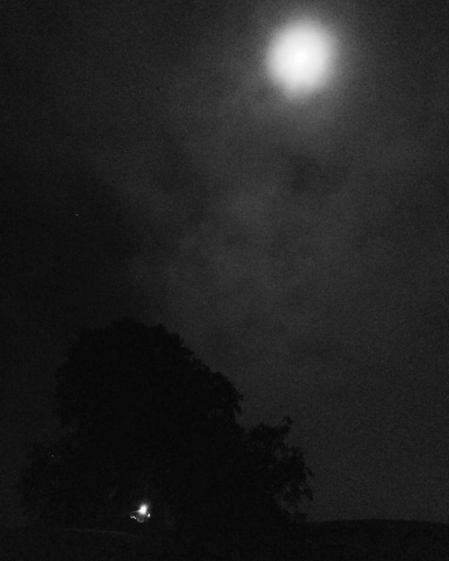 Moon over the Party Tree