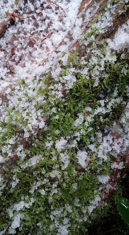 Snow on Moss
