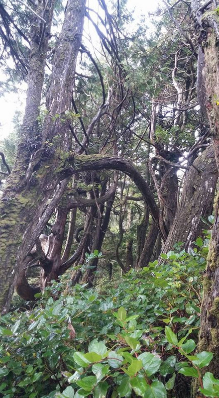 Crazy Twisty Trees- Lighthouse Loop Trail