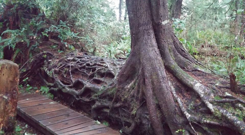 Crazy Roots over Log, Schooner Cove Trail