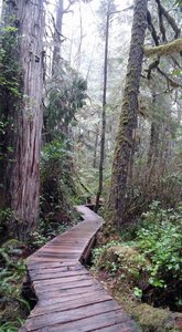 Rainforest Trail Loop B