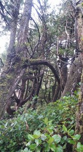 Crazy Twisty Trees, Lighthouse Loop Trail