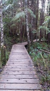 Rainforest Trail, Loop B