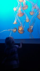 Watching Jellyfish