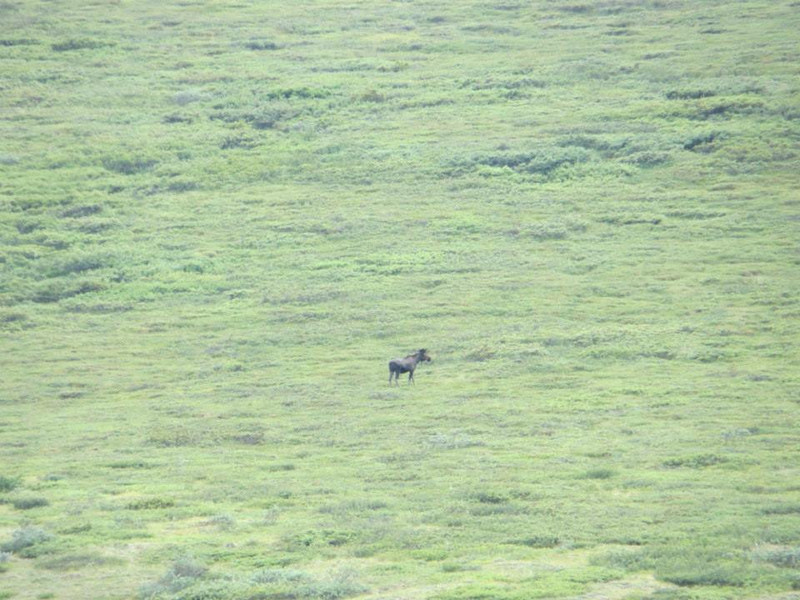 Our First Moose Sighting!