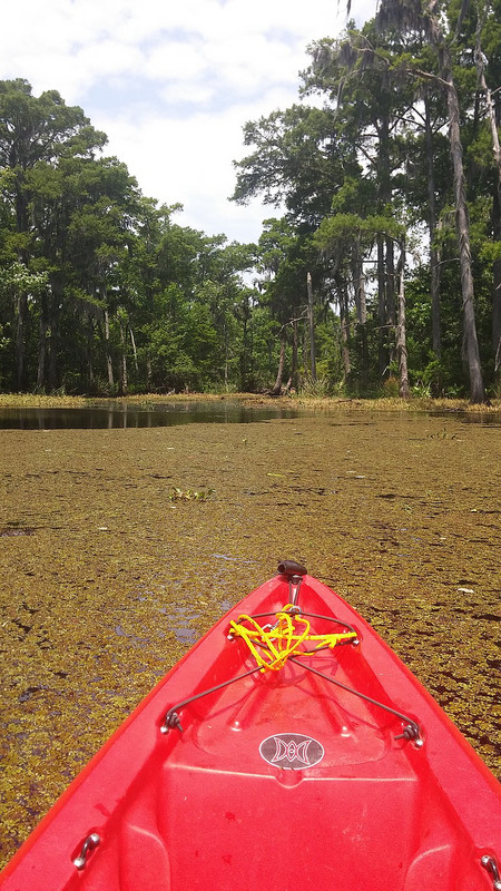 Kayaking over Vegetation