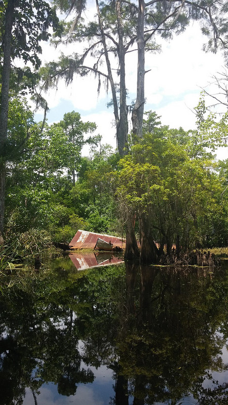 Swamp Debris