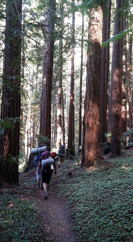 Hiking Through Redwoods