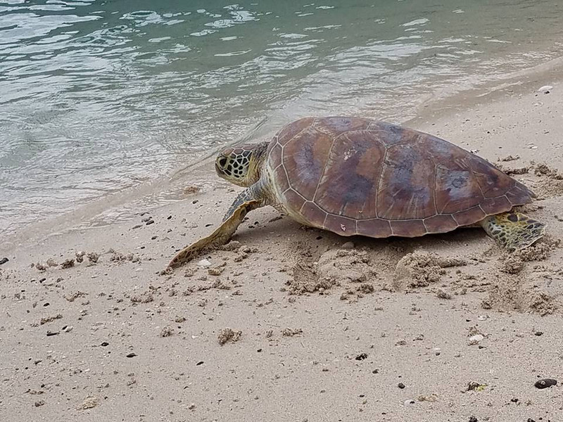 Releasing the Turtle