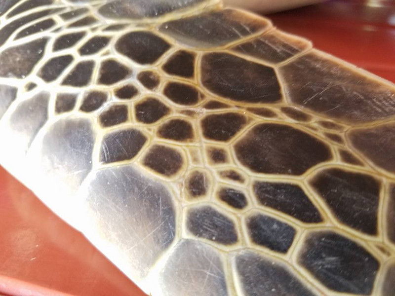 Turtle Skin