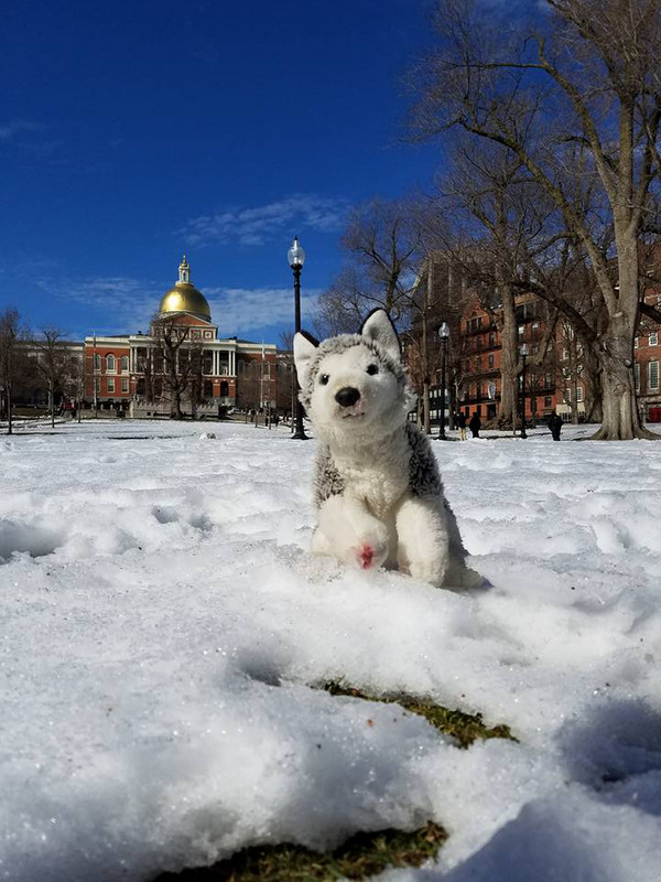 Wolfie at Boston Commons