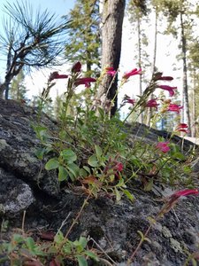 Flowers on a Boulder