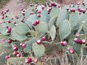 Beautiful Prickly Pear Cacti