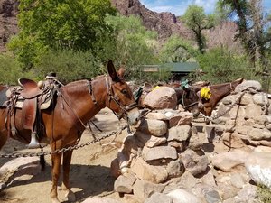 Mules- Another Transportation Option