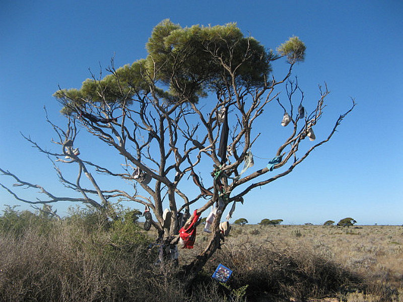 The rare and elusive Nullarbor Tree