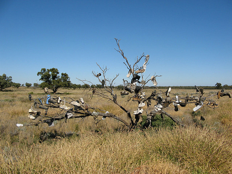 Another rare Outback Tree near Cobar
