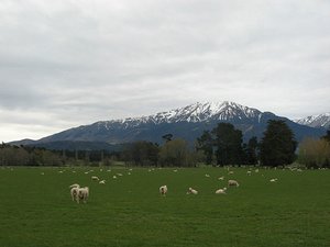 Sheep and snow capped mountains - Mt Hutt