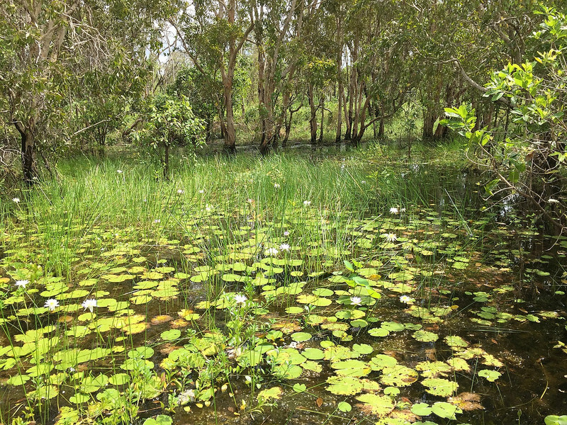Mamaukala Wetlands - Kakadu
