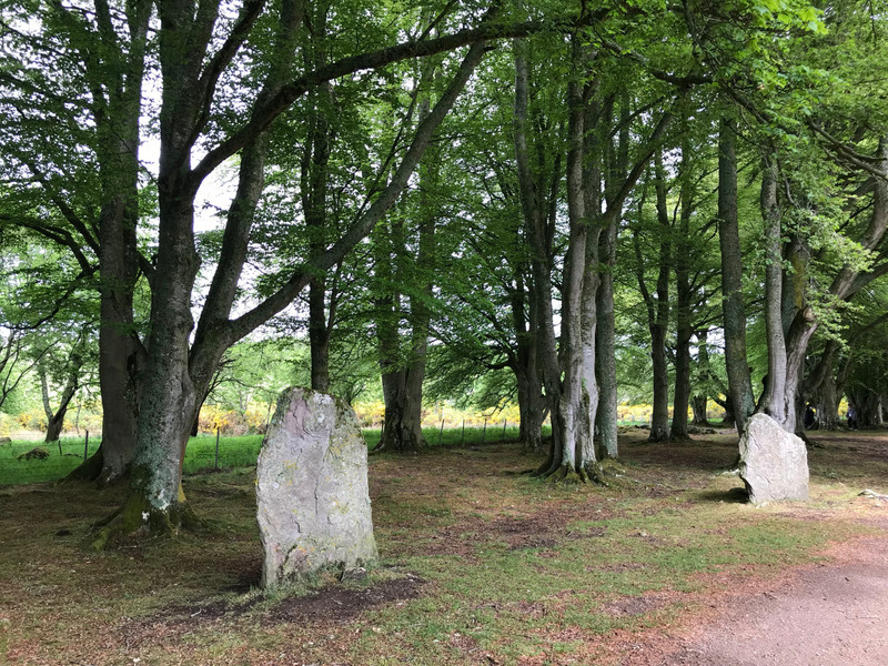 Standing stones in the trees