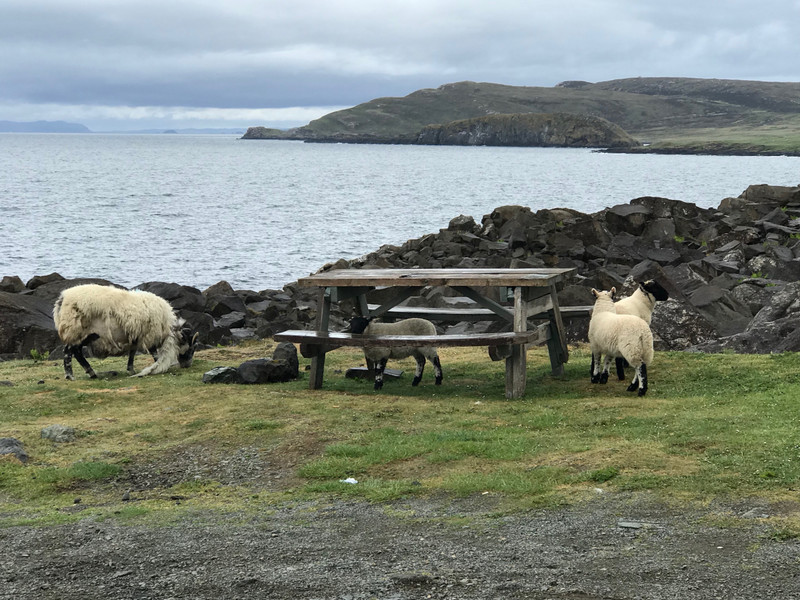 Baby sheep hiding under the picnic table