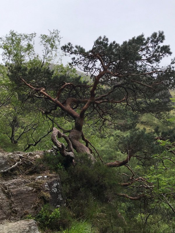 Cool tree on our hike today