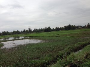 Rice fields