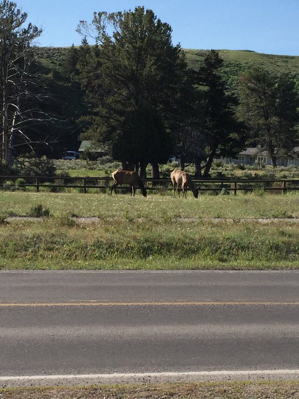 Elk in the field- leaving Yellowstone 