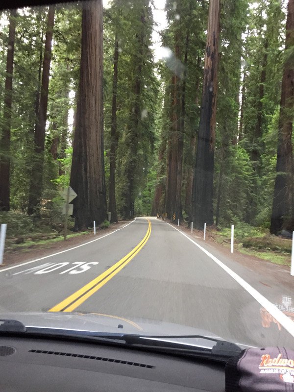 last view redwoods