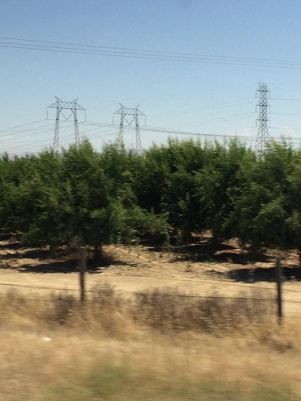 orchard in the desert